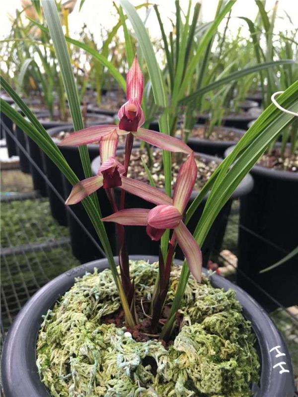 云南景东县早年下山的一颗春兰，后来成为滇兰花中王者