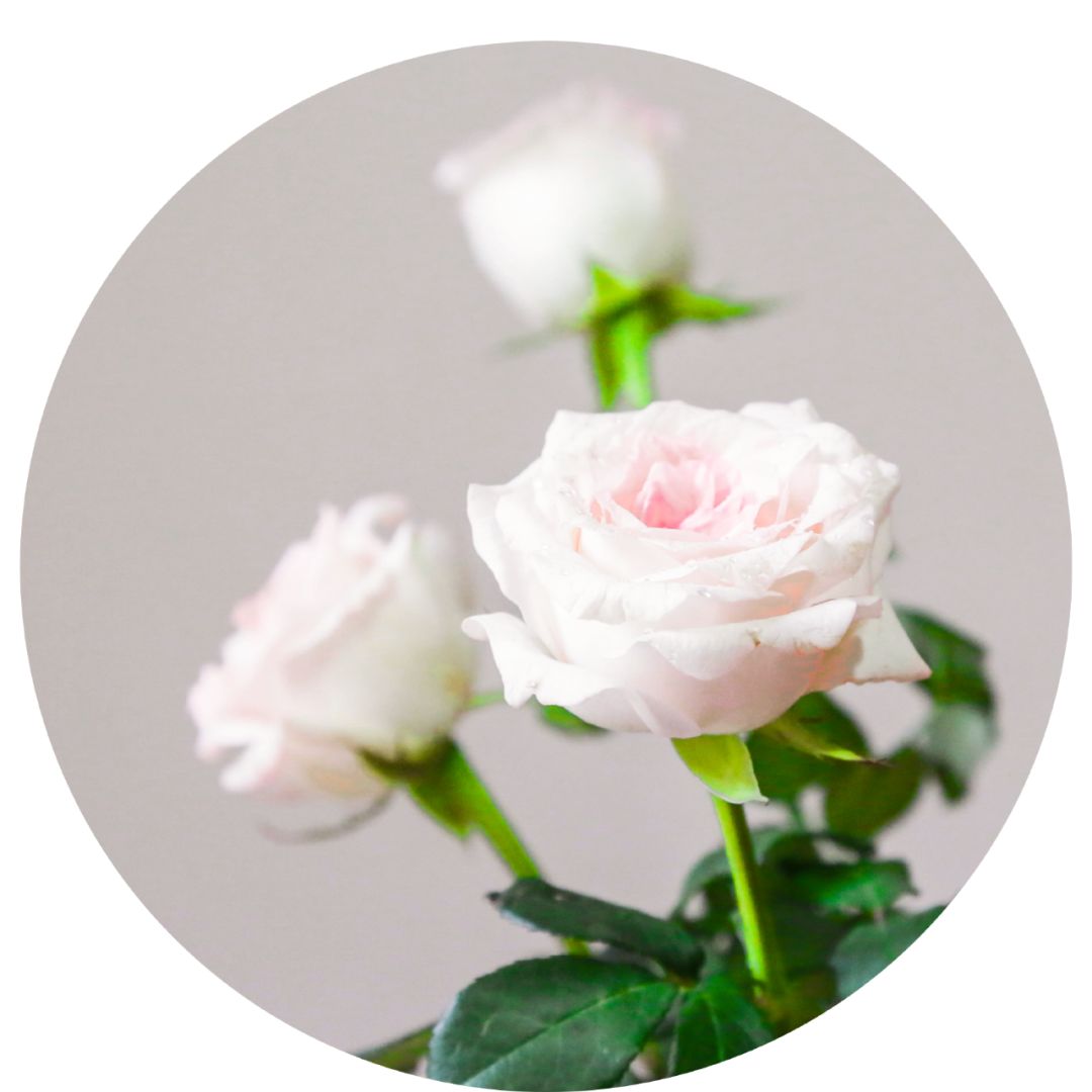 小原流花道国际标准教程,小流源花道入门教程视频