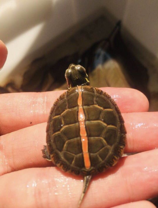 绿色的锦龟,艳丽的龟