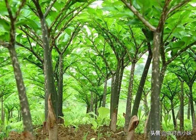 种植魔芋石灰粉可以撒在魔芋上吗,如何种植魔芋全过程