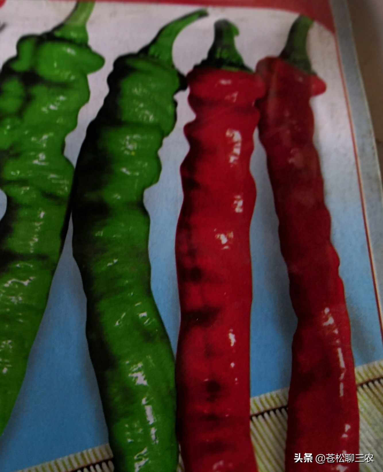 辣椒的病虫害有哪些如何防治,辣椒常见病虫害识别与诊断