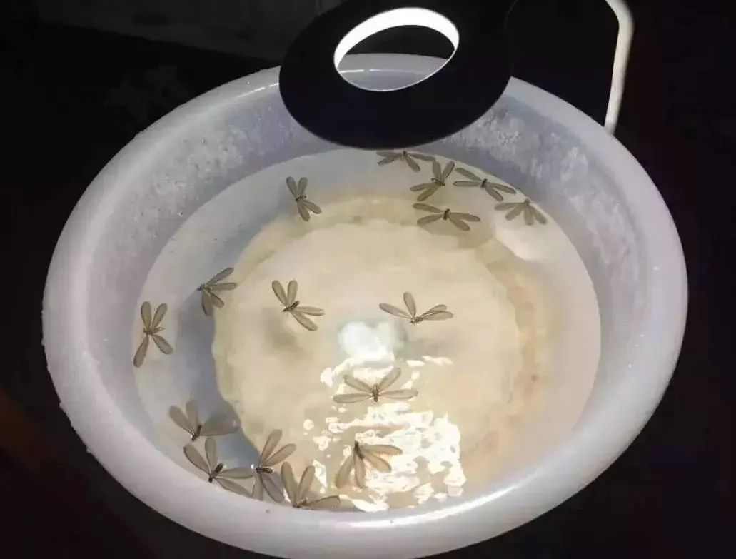 大水蚁进屋能活多久,大水蚁入侵房子