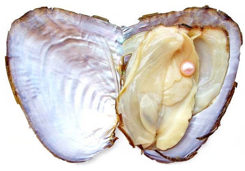 河蚌怎么洗煮才好吃,河蚌怎么弄干净