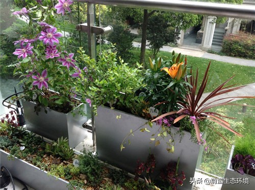 四月份适合在阳台上种植的蔬菜,阳台上种植营养液体蔬菜