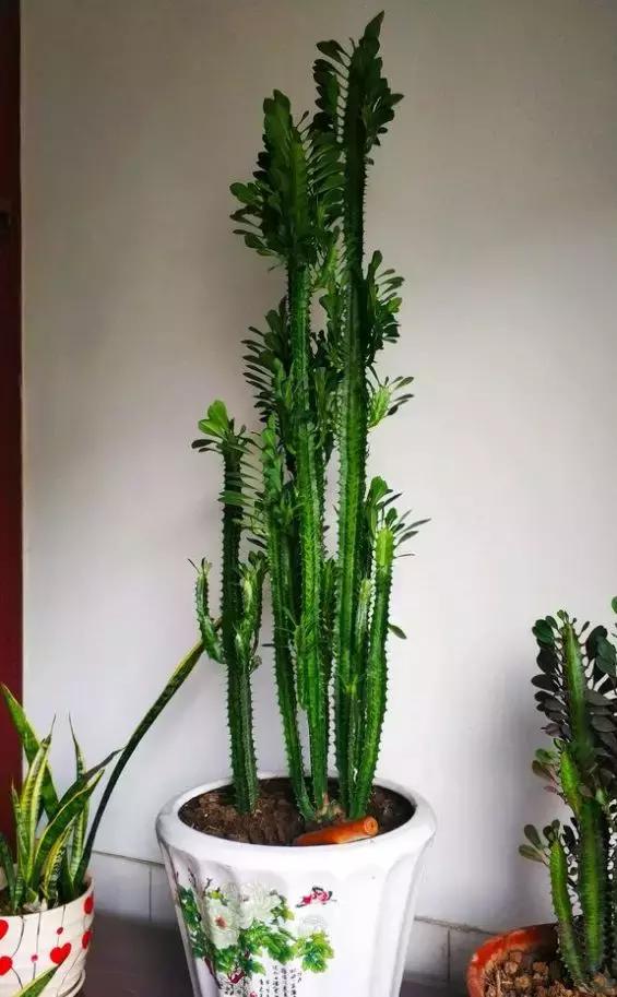 家里三种最旺财的花卉,家里招财旺宅的花