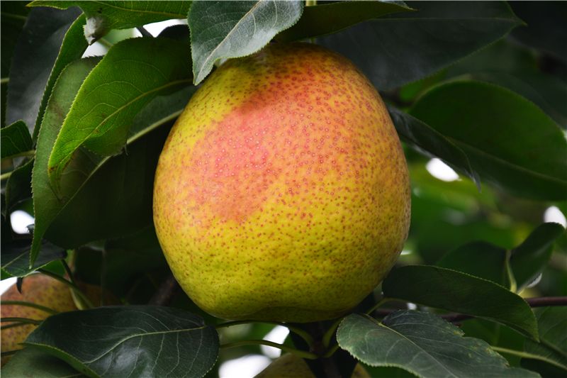 9月份云南有什么好吃水果,云南瓜果飘香有你最爱的吗