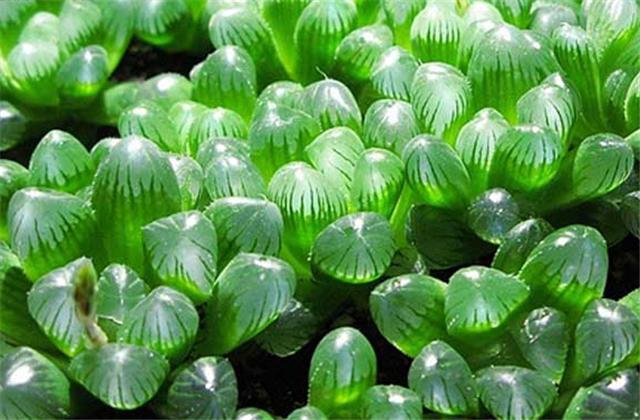 李大爷养花,如何把多肉玉露养得晶莹剔透