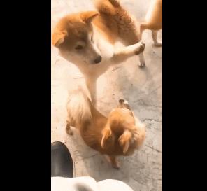 足球经典动图gif,功夫足球gif动图