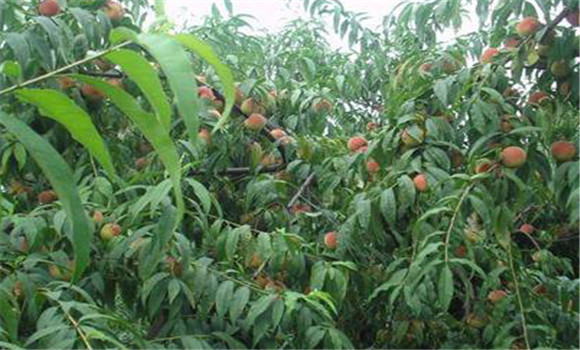 桃树种植技术与管理方法,桃树种植技术与管理