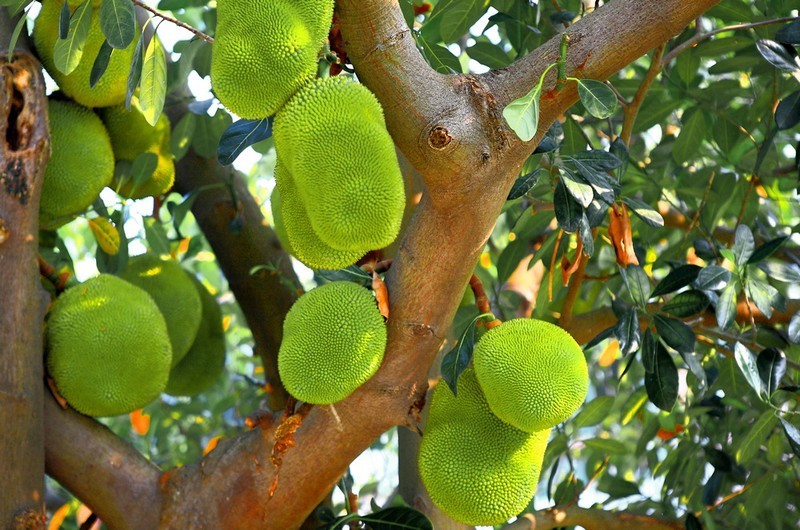 菠萝蜜知识科普 (好的菠萝蜜是什么样子的呢)