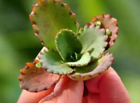 推荐轻松玩转100种常见多肉植物,700种多肉植物图鉴pdf百度云