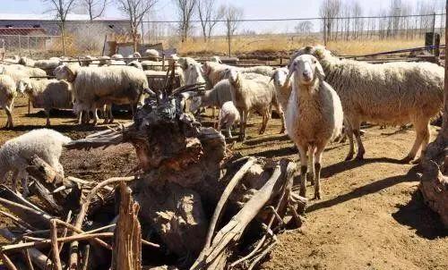 治羊病的最佳方法,羊识病的方法和技巧