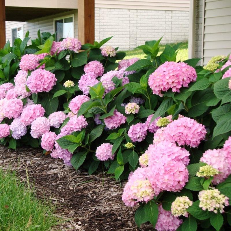 夏天到了5种花要少浇水,最不怕浇水的5种花