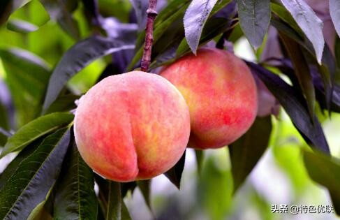 成都哪买特产便宜,四川成都十大特产