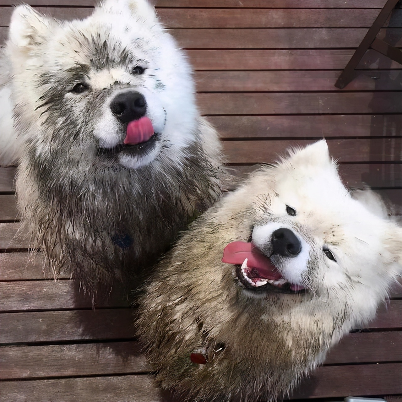 萨摩耶可爱背后的真相你了解吗,养萨摩耶的真实心酸