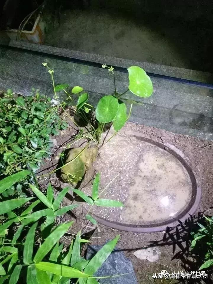 丛林造景黄缘龟池设计图大全,龟宝宝黄缘龟生态缸造景教程