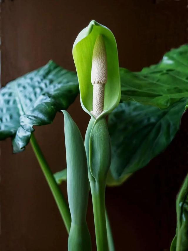 怎么养护滴水观音,养护滴水观音