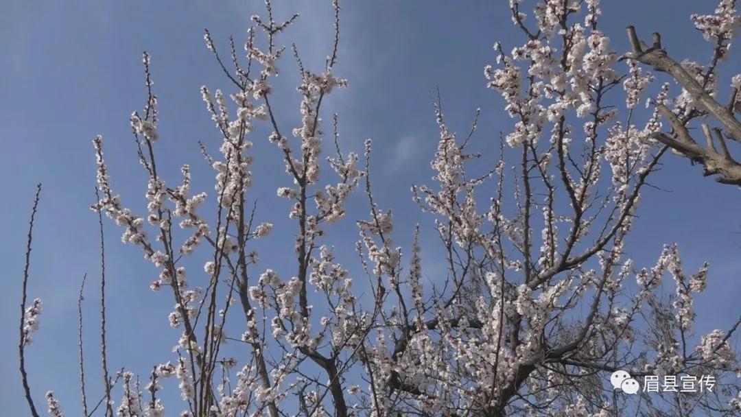 眉县花开的地方,眉县槐芽镇踏青赏花