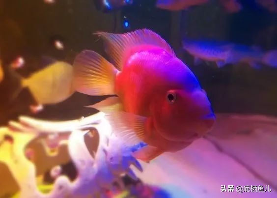 好养爆缸的小鱼,怎样养殖小鱼才能爆缸