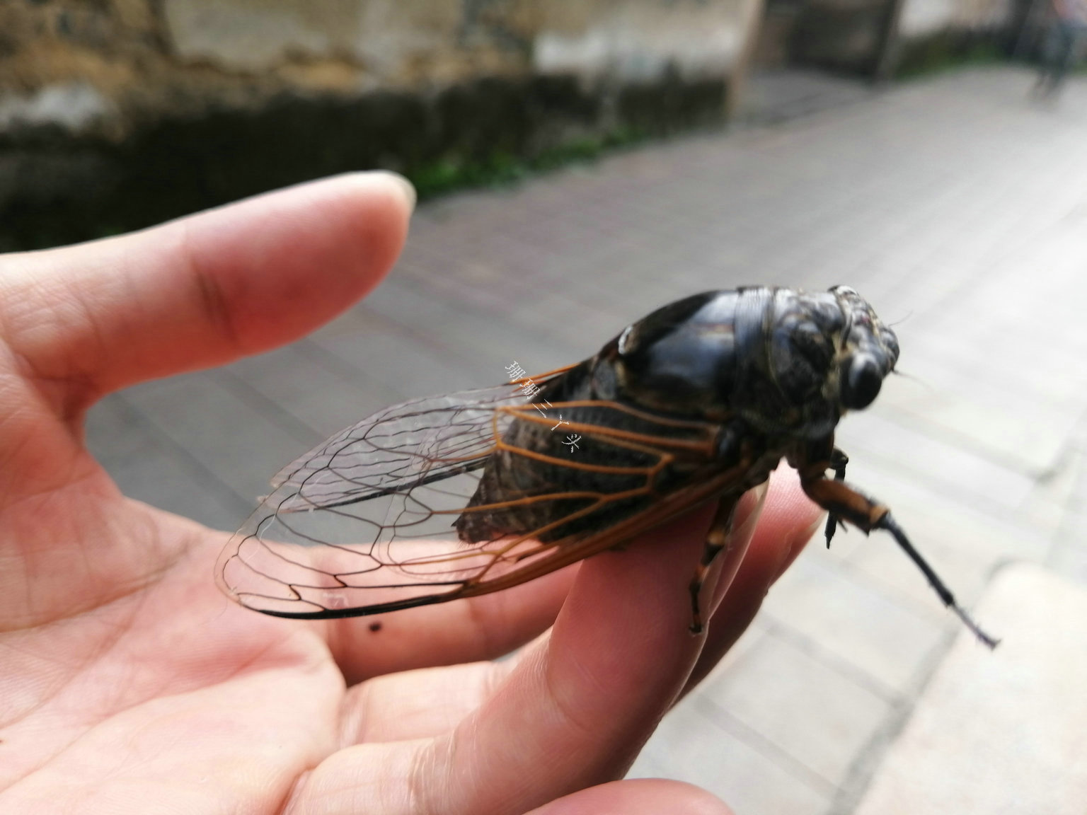 广东潮州非物质文化遗产,广东潮州古韵文化遗产