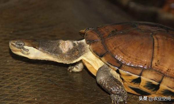 金钱龟的正确的饲养方法,金钱龟有养殖前景