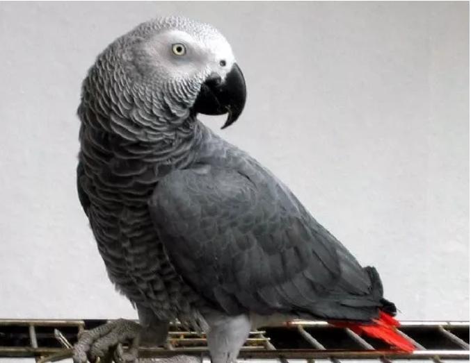 鹦鹉学说话什么环境容易开口,三个月左右的鹦鹉怎么训练说话