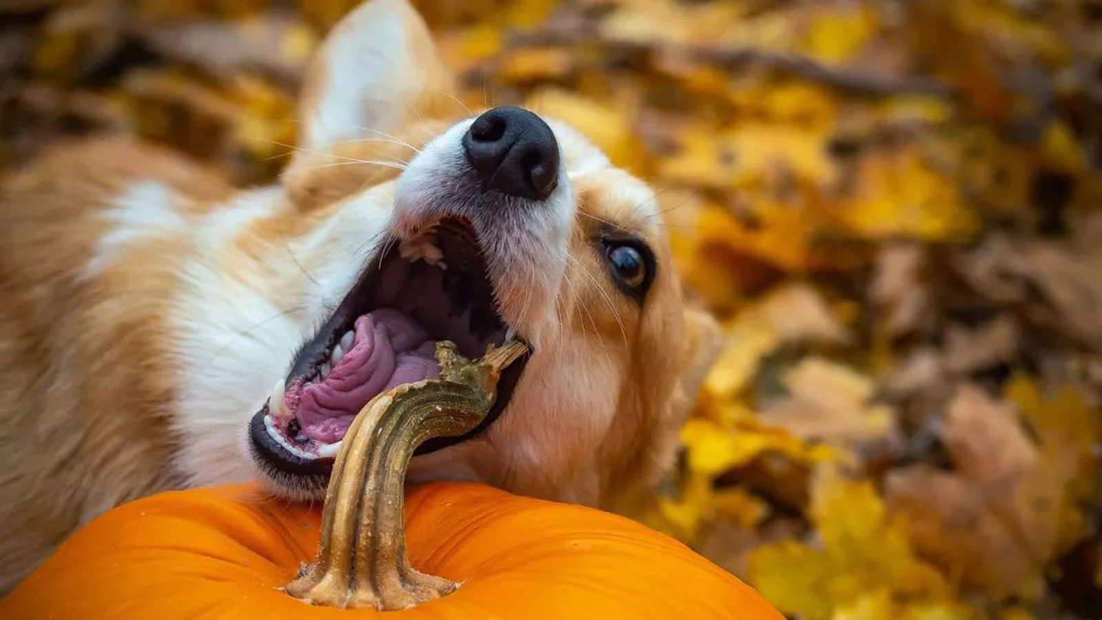 狗粮和自制狗饭交替喂可以吗,没狗粮可以喂什么