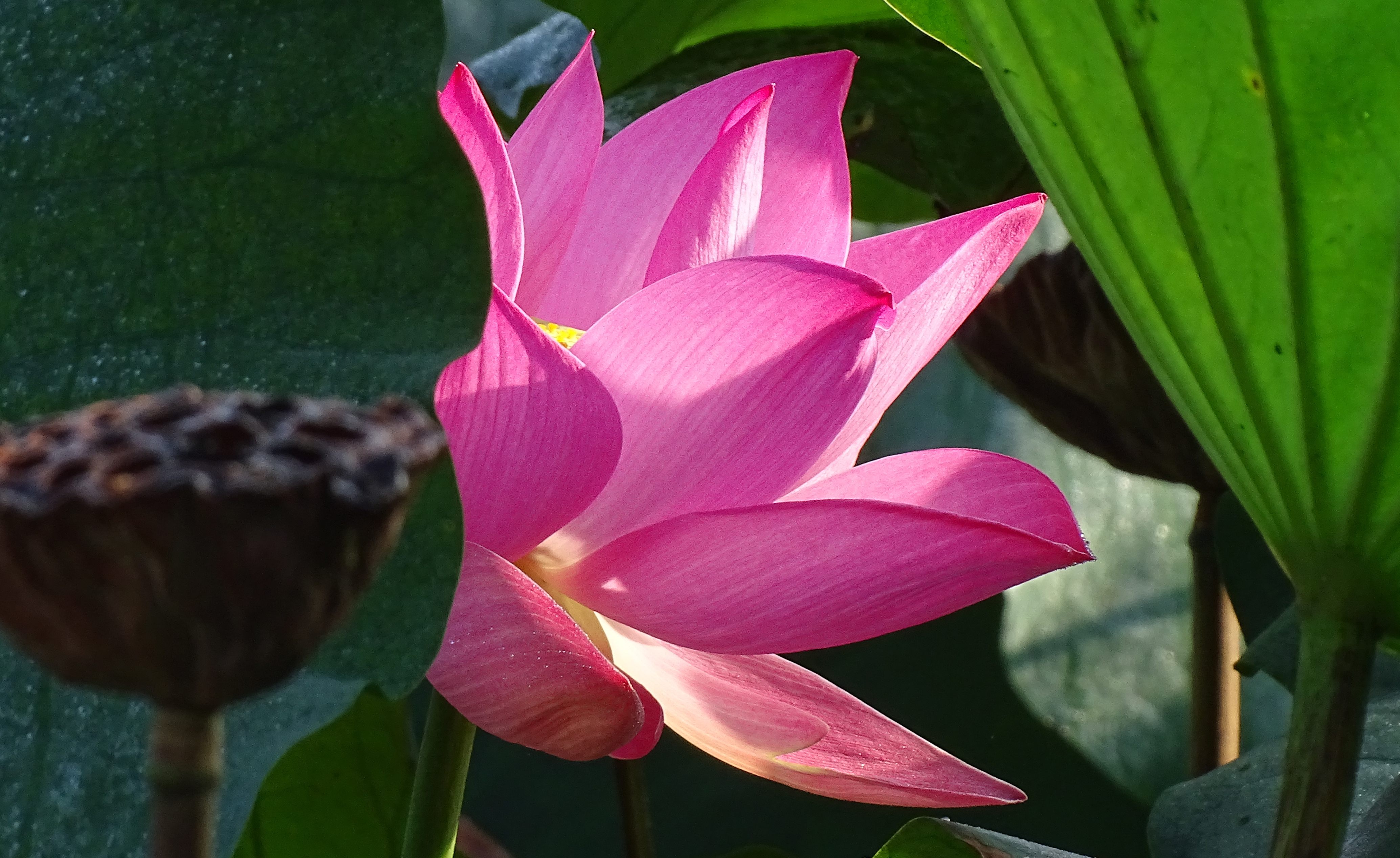 索尼dsc-hx400拍飞机效果,索尼dsc-hx400照片调色