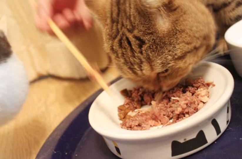 你认为猫咪可爱的表现,你认为猫咪丑到什么程度