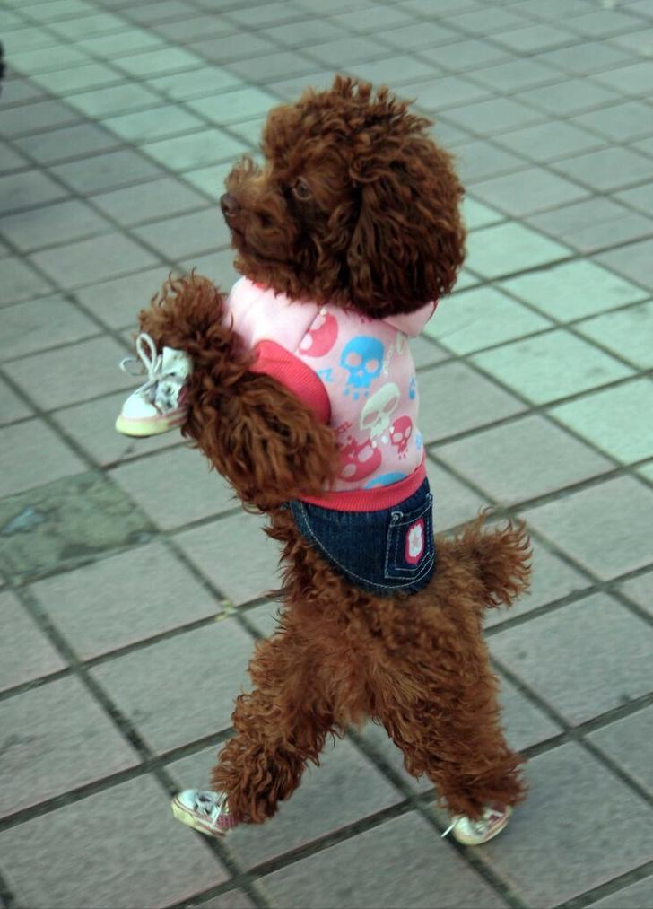 新手养泰迪犬要注意些什么,养泰迪犬需要注意啥