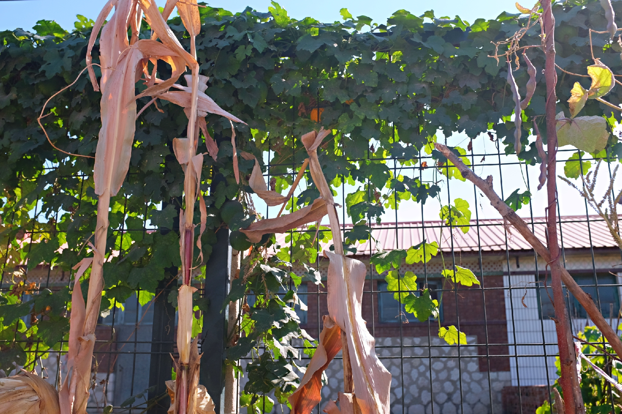 到了北戴河之后怎么去海滨浴场,北戴河怪楼奇园景区今天可以玩吗