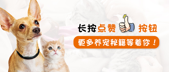 猫咪外伤用什么药好得快,猫咪急救小常识
