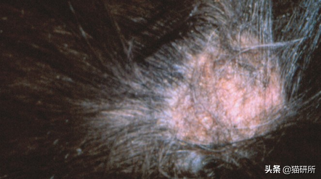 铲屎官得了猫癣怎么处理,铲屎官必知猫咪急救办法