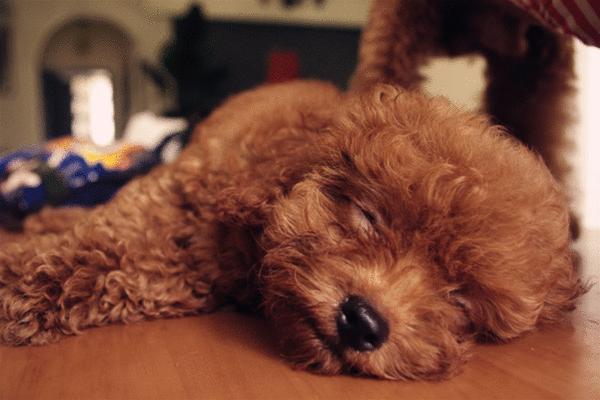 为什么泰迪会有跨骑,为什么泰迪喜欢冲撞过往车