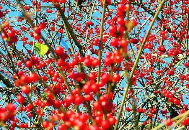 听说这种树能治好多种疾病,可以治疗咳嗽的树