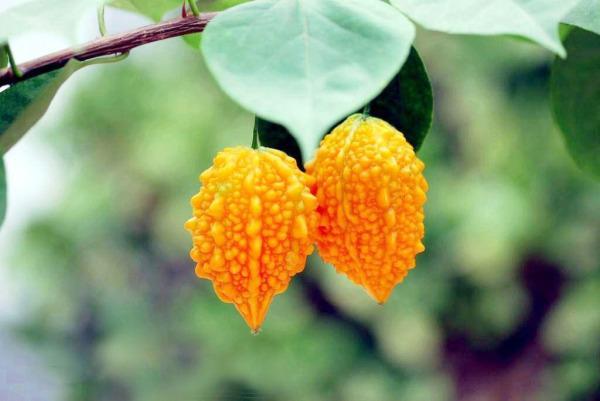 冷知识精选1,苦瓜的冷知识大全