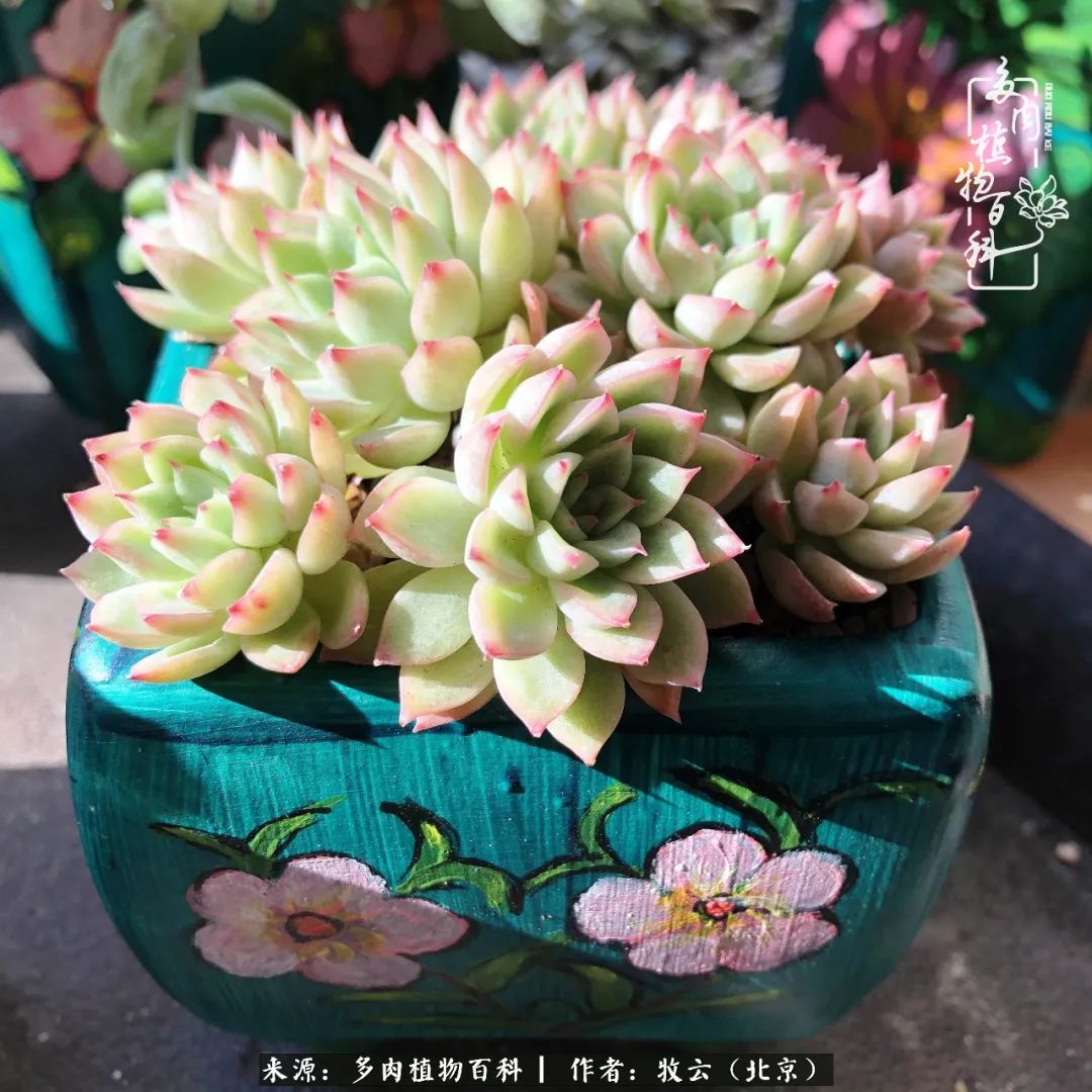 多肉植物生活,多肉生活充满诗意