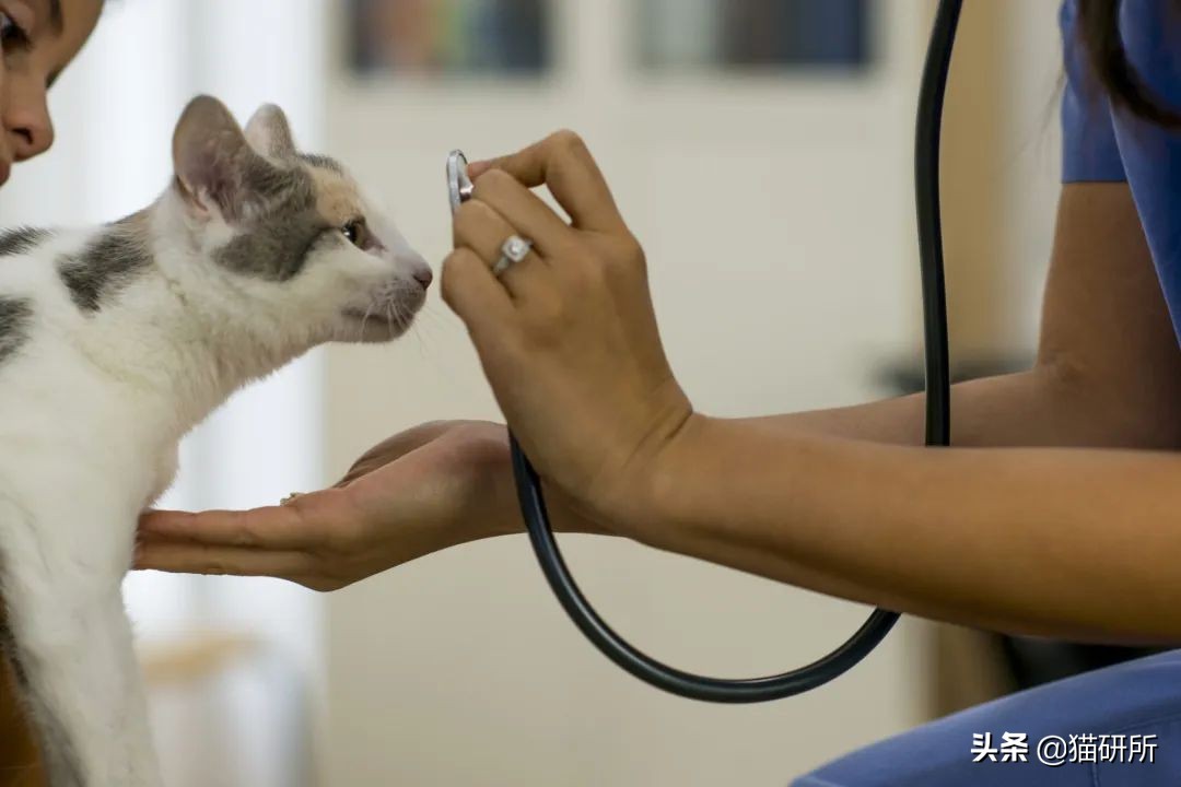 猫咪意外中毒怎么办,猫咪中毒怎么解救