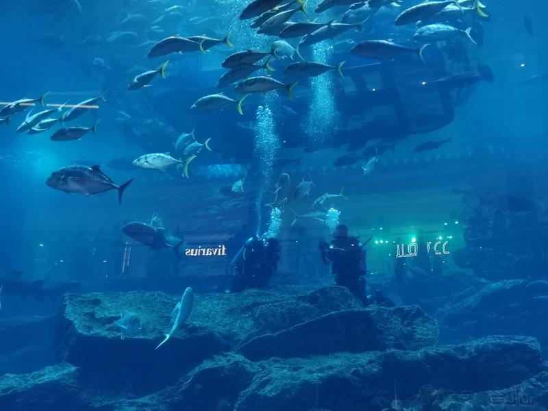 从天空到海洋到大地的视频,从天空到海底绘本