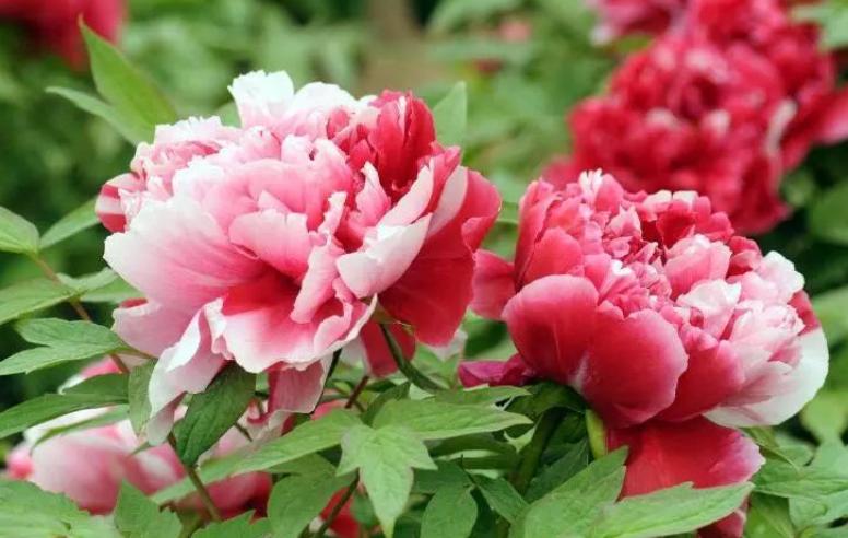 牡丹的盆栽栽培技术与管理,又到牡丹盛开时节