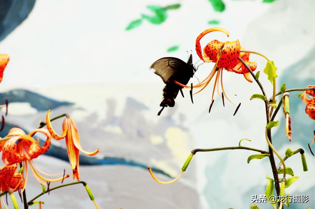 一度封机的老相机灰尘终于被清除了，试拍二张，色彩非常喜欢