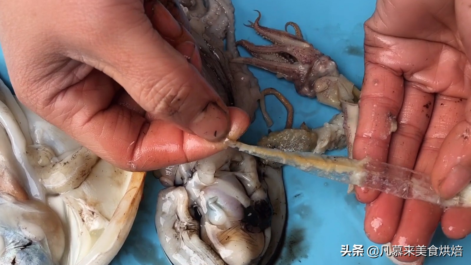 海兔墨鱼和八爪鱼哪个好吃,八爪鱼墨鱼鱿鱼海兔