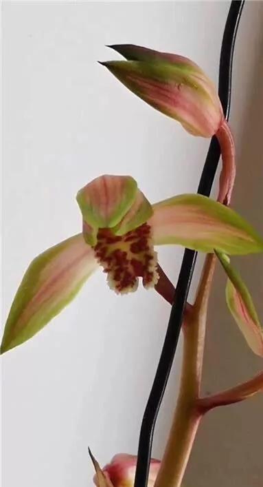 随州蕙兰的好兰花特点图片,随州兰花紫秀寒兰