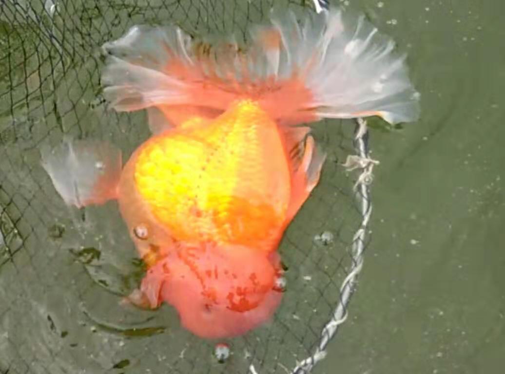 我们养的金鱼有什么品种,我们养鱼的时候怎样才能把它养活