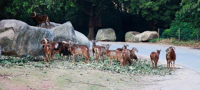 广州长隆野生动物世界的奇幻之旅,番禺长隆野生动物园1天旅游攻略