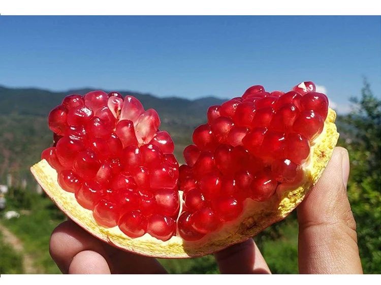 实地考察！长在树上的“雅诗兰黛”，籽软汁多更润肤