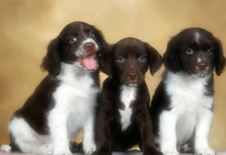 被狗咬到如何看出是否得了狂犬病,被自己的狗咬到会得狂犬病吗