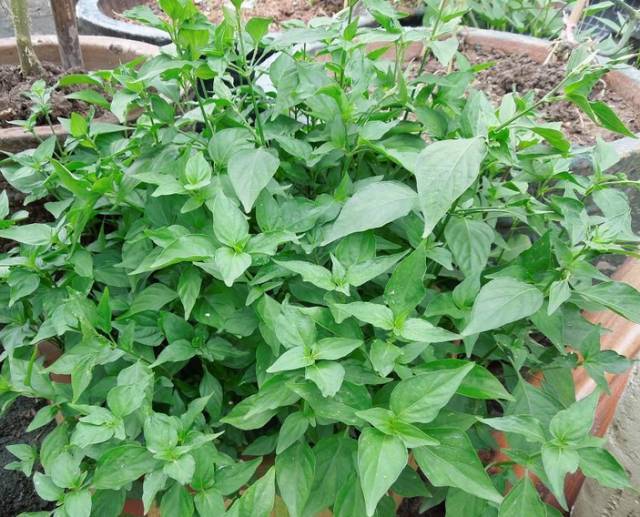 民间草药专治喉咙病,什么野草泡水喝对嗓子好