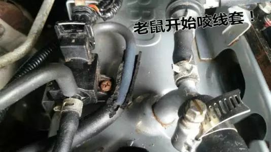 为什么老鼠喜欢藏在汽车发动机,老鼠为什么会钻到车里