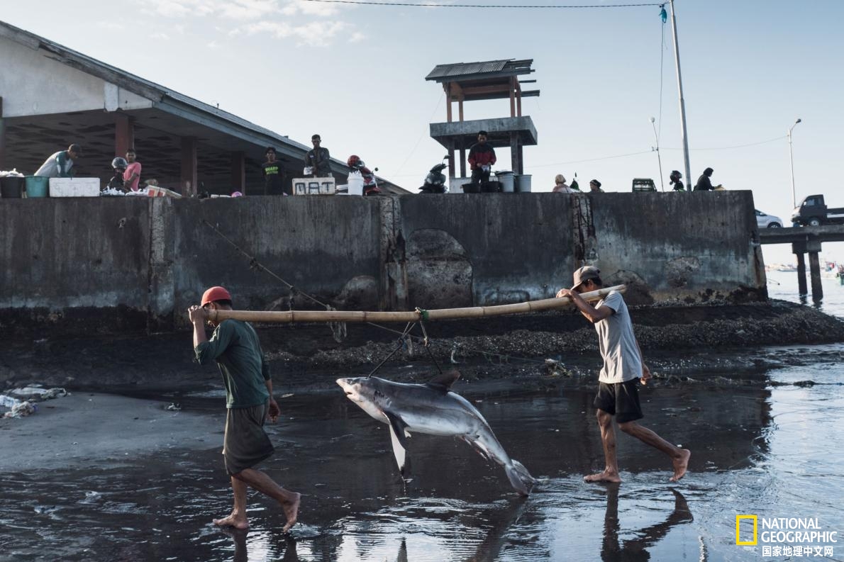 鱼翅贸易,为什么打击电商